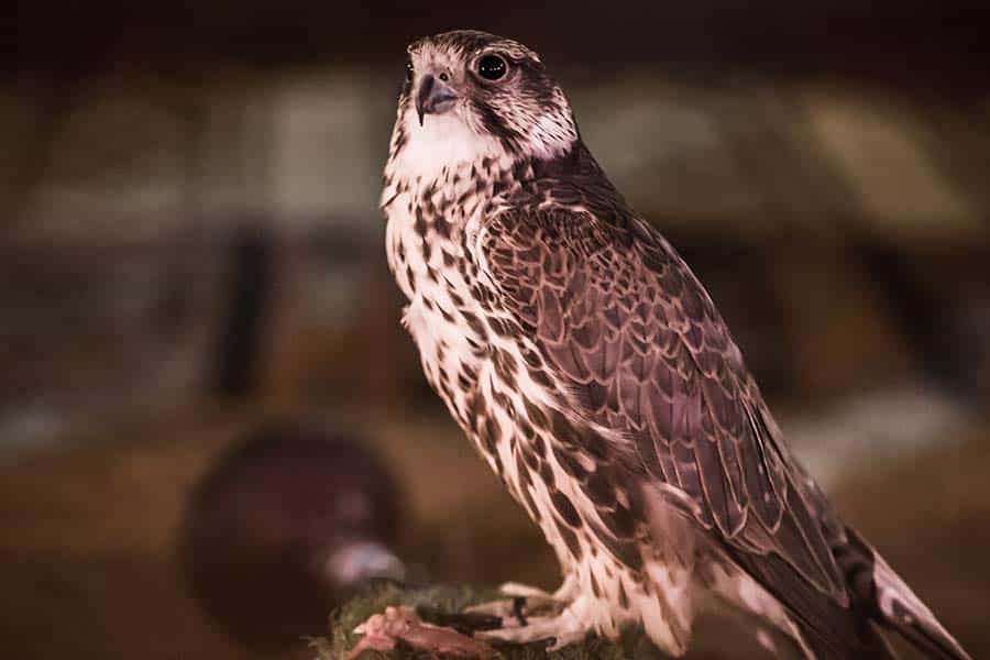 Falcon-of-arabia
