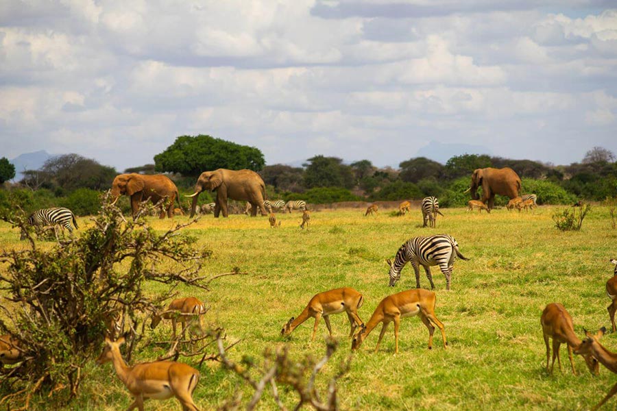 best countries to visit in Africa: Kenya 