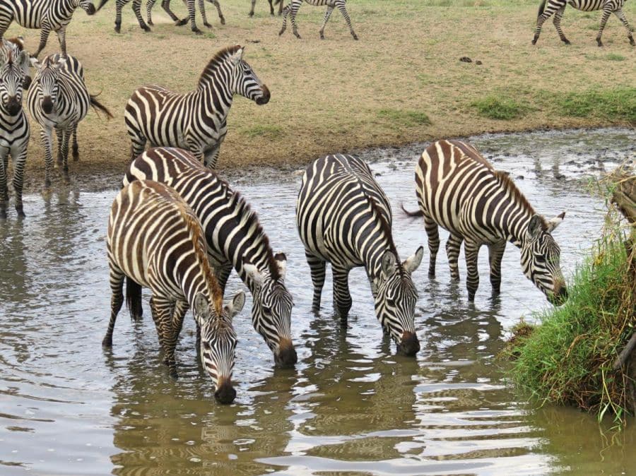 Serengeti-National-Park-Tanzania-Zebras