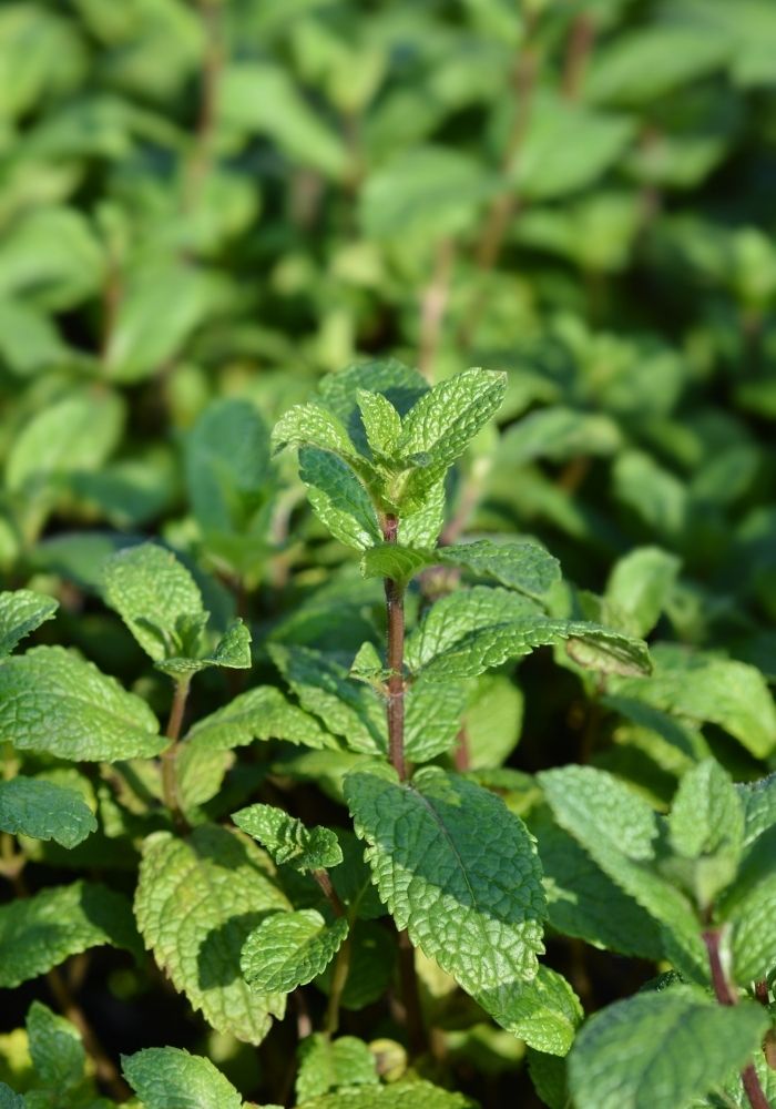 Moroccan-mint-tea-mint-leaves-used
