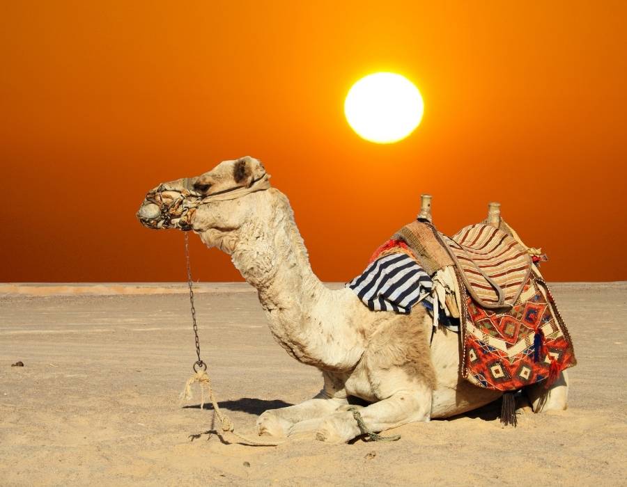 camel-trekking-morocco-safety