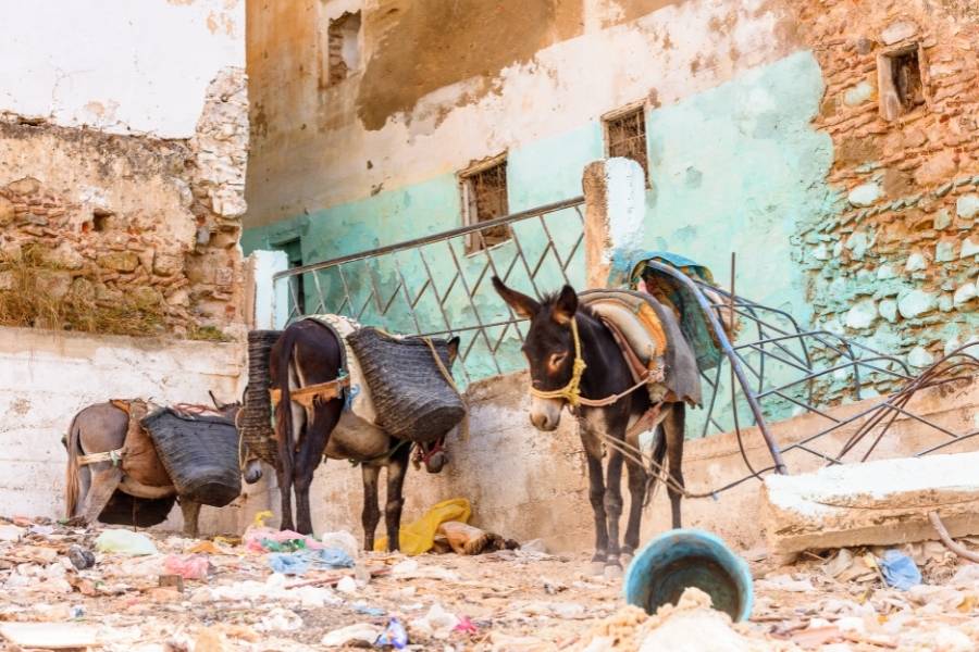transport donkeys in moulay idriss medina