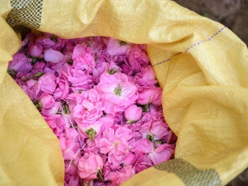 harvested roses for the rose festival in morocco