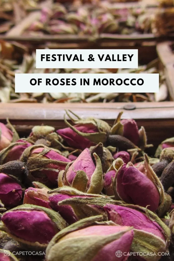 valley of roses in Morocco